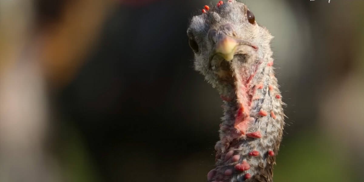 Close-up of a turkey’s head and neck, showing its textured skin, red wattles, and small bumps. This striking shot from the National Geographic wildlife series captures the underdog bird gazing directly at the camera against a blurred background.