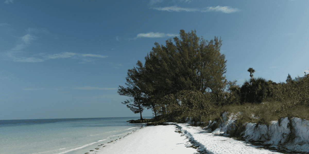 A quiet beach with white sand, turquoise water, and gentle waves. Pine trees and shrubs line the shore under a clear blue sky, as a lone Florida man strolls peacefully along the coast.