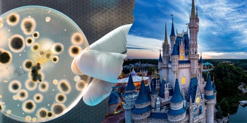 A gloved hand holds a petri dish with bacteria colonies next to an image of a fairy tale castle at sunset, divided down the middle as Disney guests deal with the fear of the unknown.