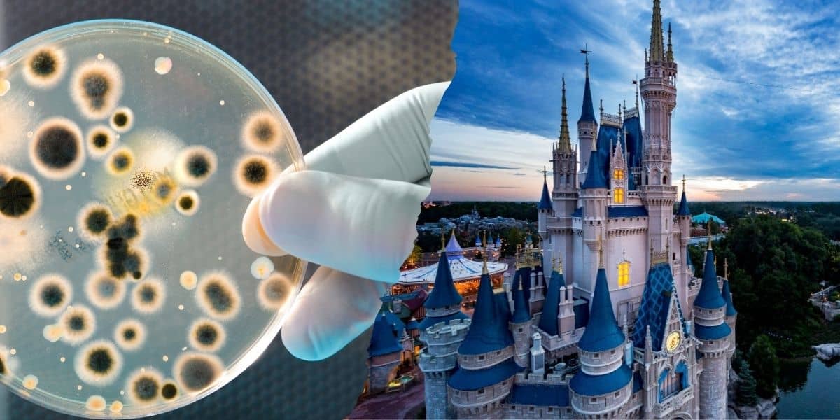 A gloved hand holds a petri dish with bacteria colonies next to an image of a fairy tale castle at sunset, divided down the middle as Disney guests deal with the fear of the unknown.