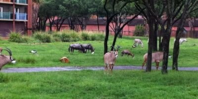 Several antelopes and wildebeests graze on green grass at Disney's Animal Kingdom Lodge.