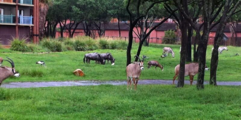Several antelopes and wildebeests graze on green grass at Disney's Animal Kingdom Lodge.