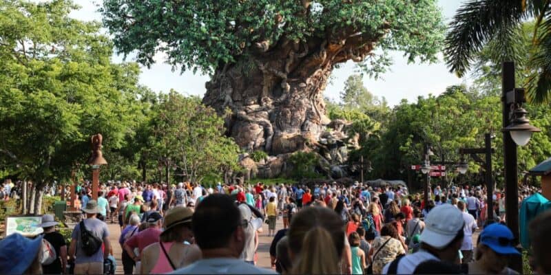 Crowds in front of the Tree of Life at Disney's Animal Kingdom Theme Park.