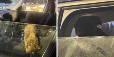Dog Left in Car in Disneyland Mickey and Friends Parking Garage