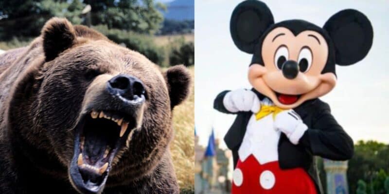 A split image: on the left, chaos erupts as a roaring brown bear dominates the wild; on the right, a person in a Mickey Mouse costume smiles and poses at Disney World.