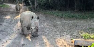 Two rhinos run toward a Kilimanjaro Safaris vehicle.