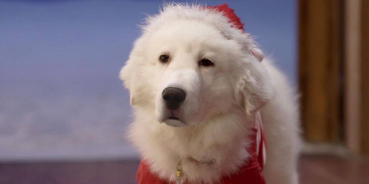 A fluffy white dog in a red Santa hat and outfit stands indoors, looking calmly at the camera. The cozy christmas scene is complete with snow visible outside through the open doorway in the background.