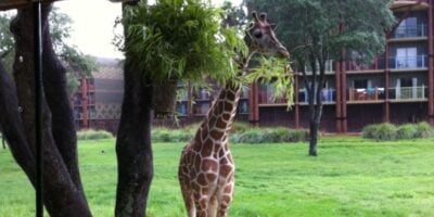 A giraffe peeks in on a safari at Disney's Animal Kingdom Lodge.