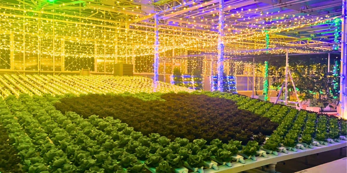Lettuce thriving under vivid yellow and blue LEDs in a greenhouse, echoing EPCOT’s dazzling, futuristic festival exhibits.