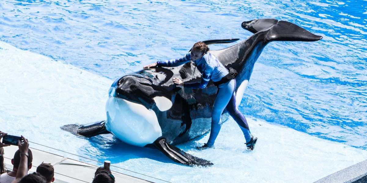 A SeaWorld trainer with Katina the Orca in Orlando
