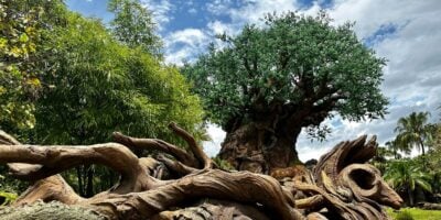 The Tree of Life at Disney’s Animal Kingdom, its intricate roots and green canopy soaring above lush jungle under a bright sky.