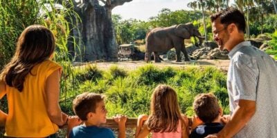 Guests enjoy watching an elephant explore its lush habitat at the zoo on a bright, sunny day, capturing family fun and wonder inside Animal Kingdom at Disney World.