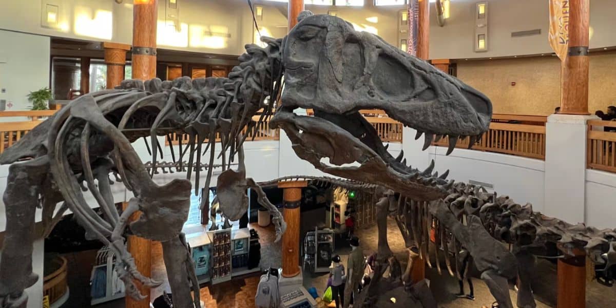 Jurassic Park dinosaur fossil inside Discovery Center in Universal's Islands of Adventure park