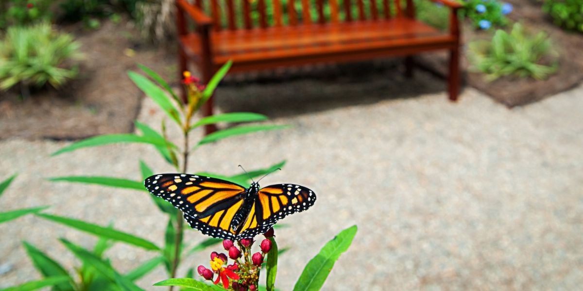 butterfly in a garden 