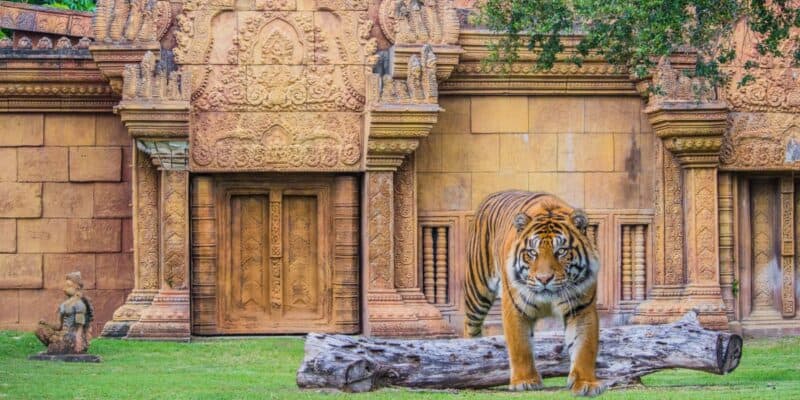 A tiger at Zoo Miami.