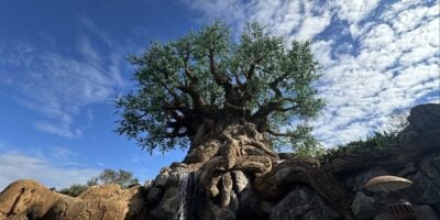 big tree of life at disneys animal kingdom