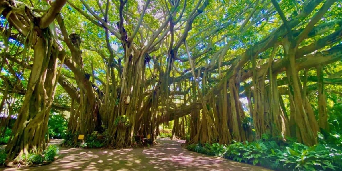 green gardens and large trees from cypress gardens