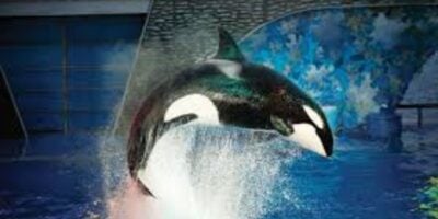 Shamu the orca makes a spectacular leap out of SeaWorld Orlando’s sparkling blue pool during an exciting summer show, sending waves of water into the cheering crowd.
