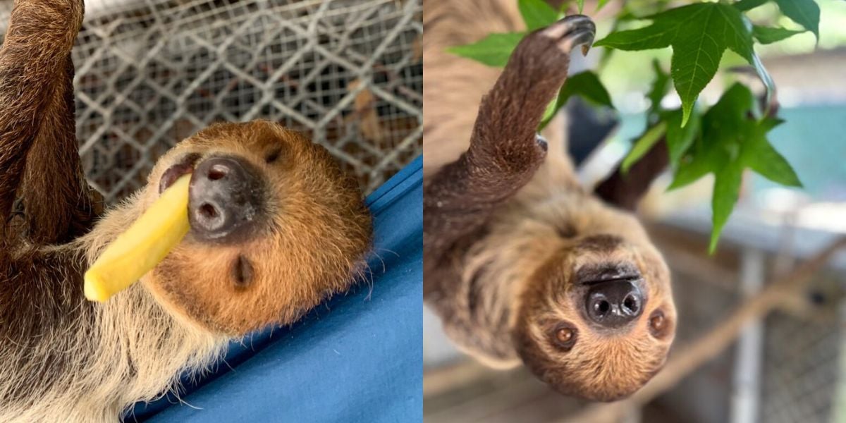 sloths at central florida zoo