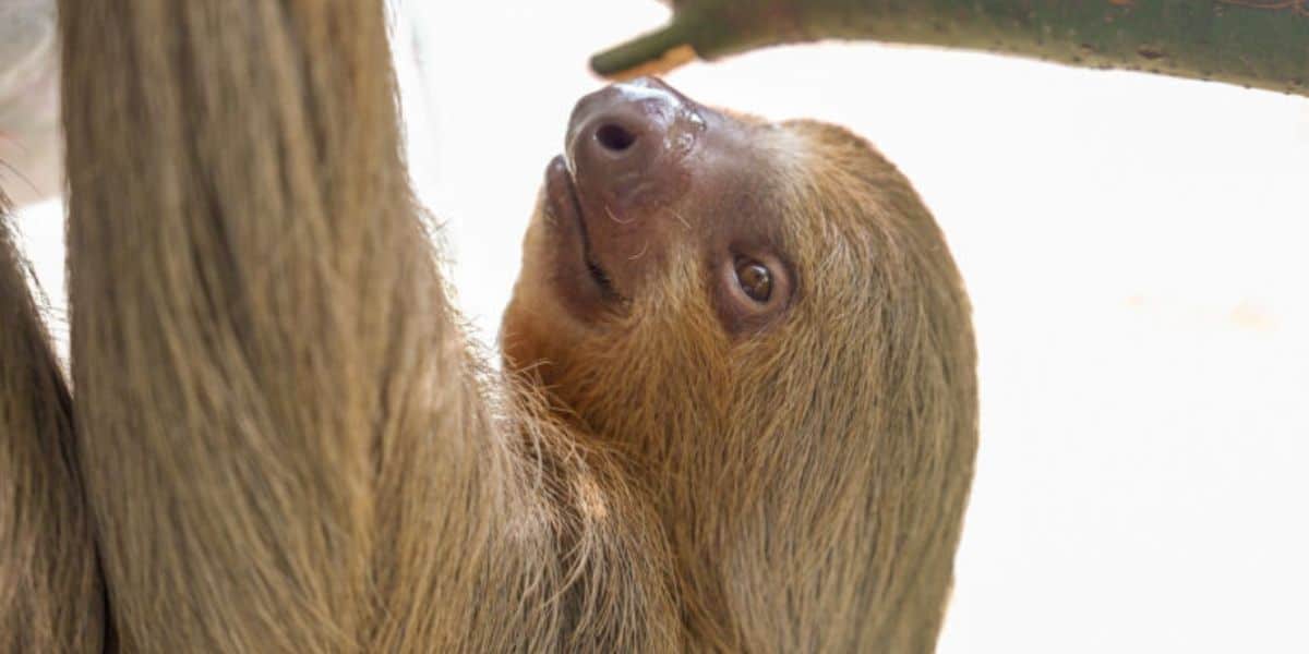 willow the sloth