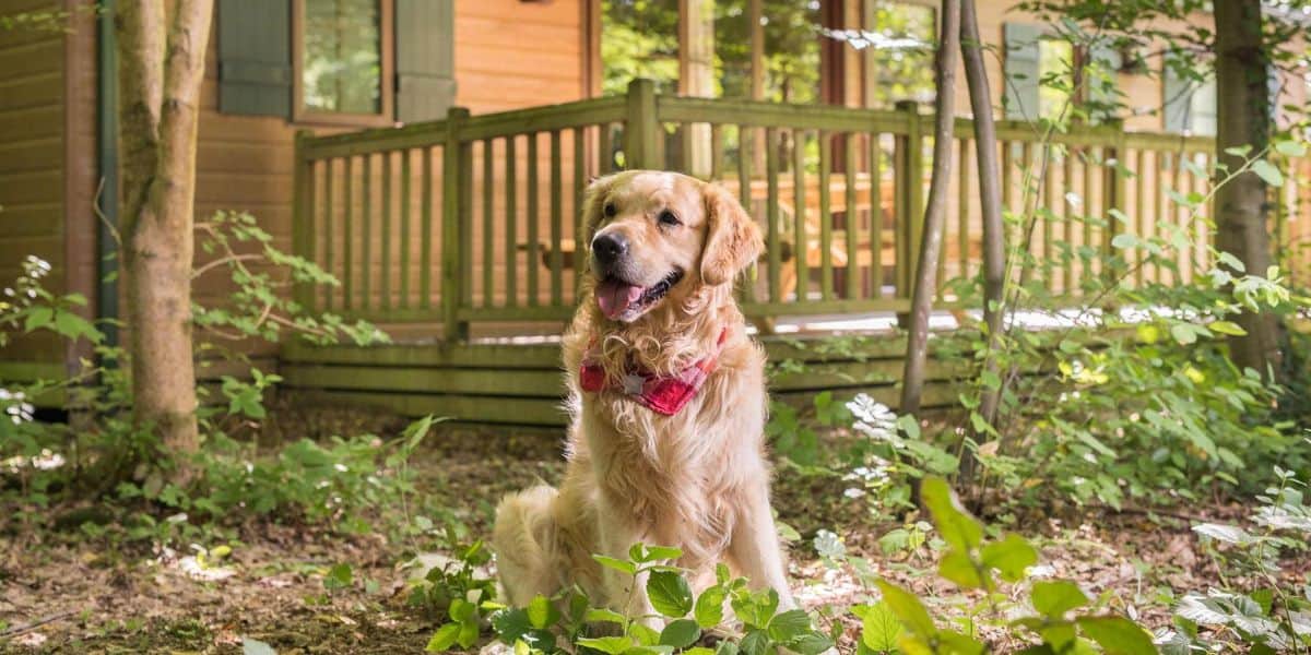 A dog outside a cabin at Disney World