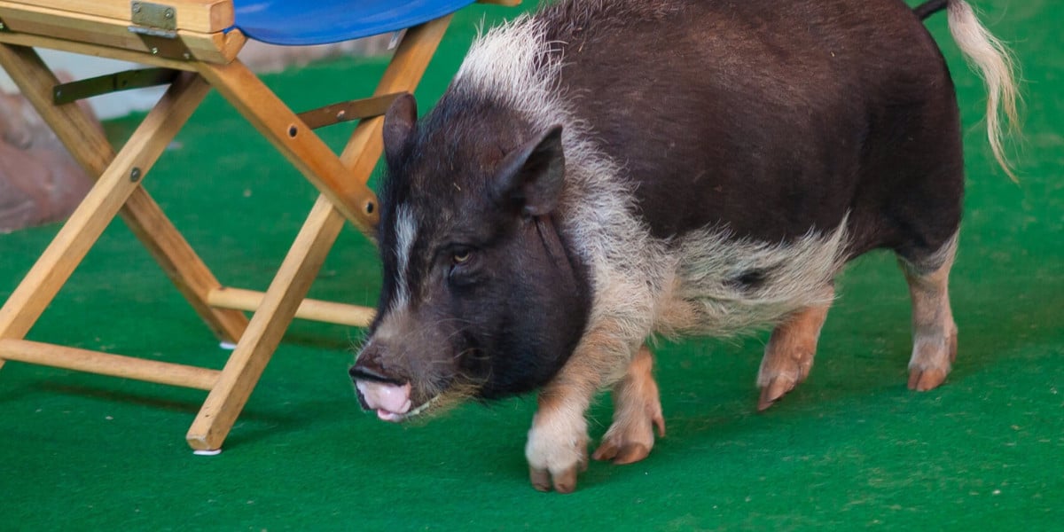 animal actors on location