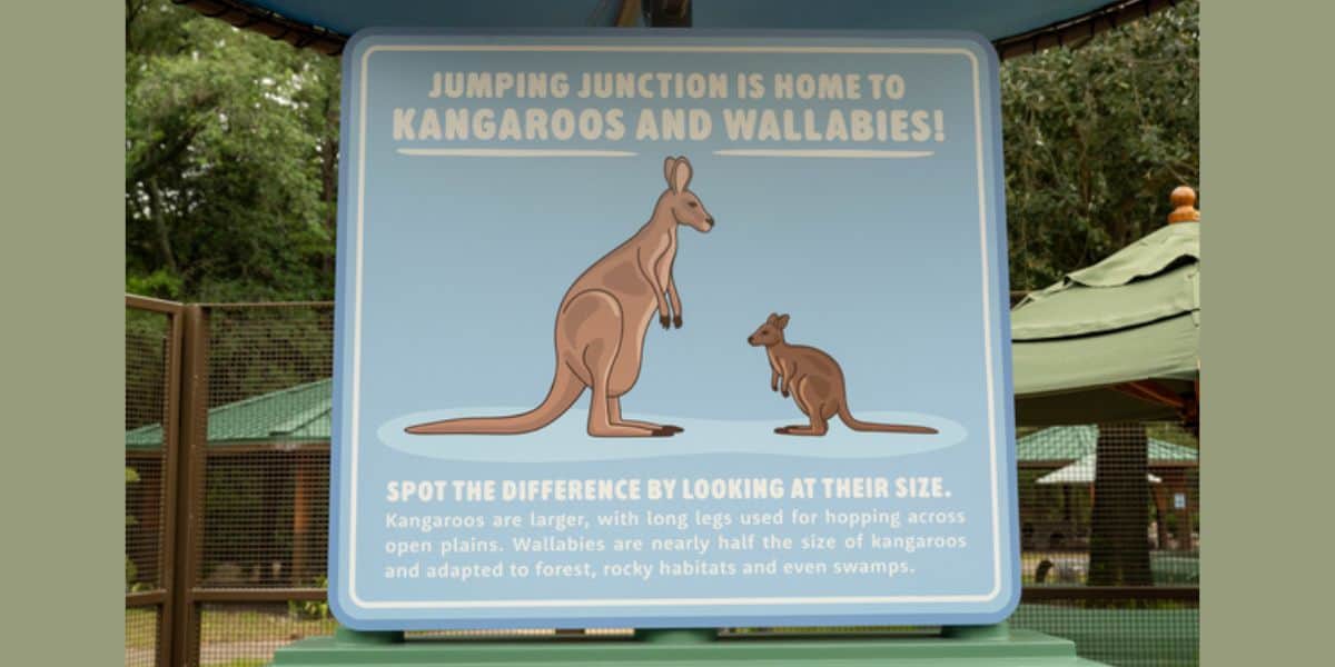 Educational sign at Disney’s Animal Kingdom comparing the size of a kangaroo and a wallaby.