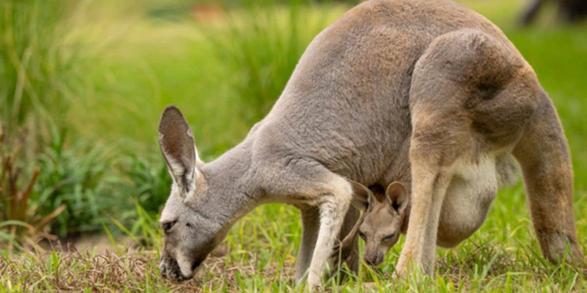 A kangaroo and its joey grazing in a field, a rare wildlife encounter at the zoo.