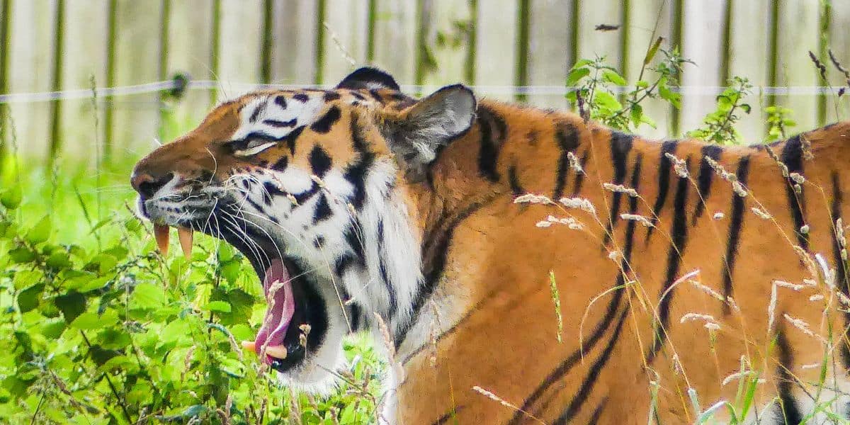Tiger in its exhibit.