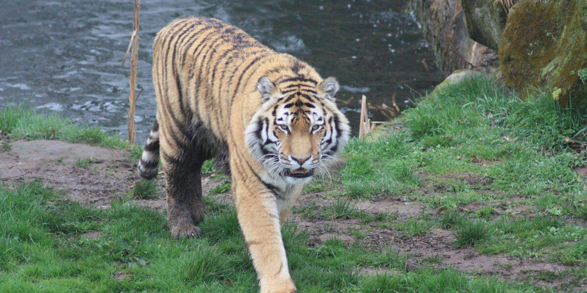 A tiger prowls the grassy riverbank at the Yorkshire Wildlife Park