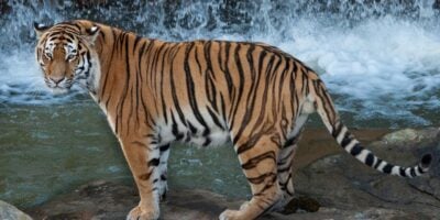 A tiger with a waterfall behind it