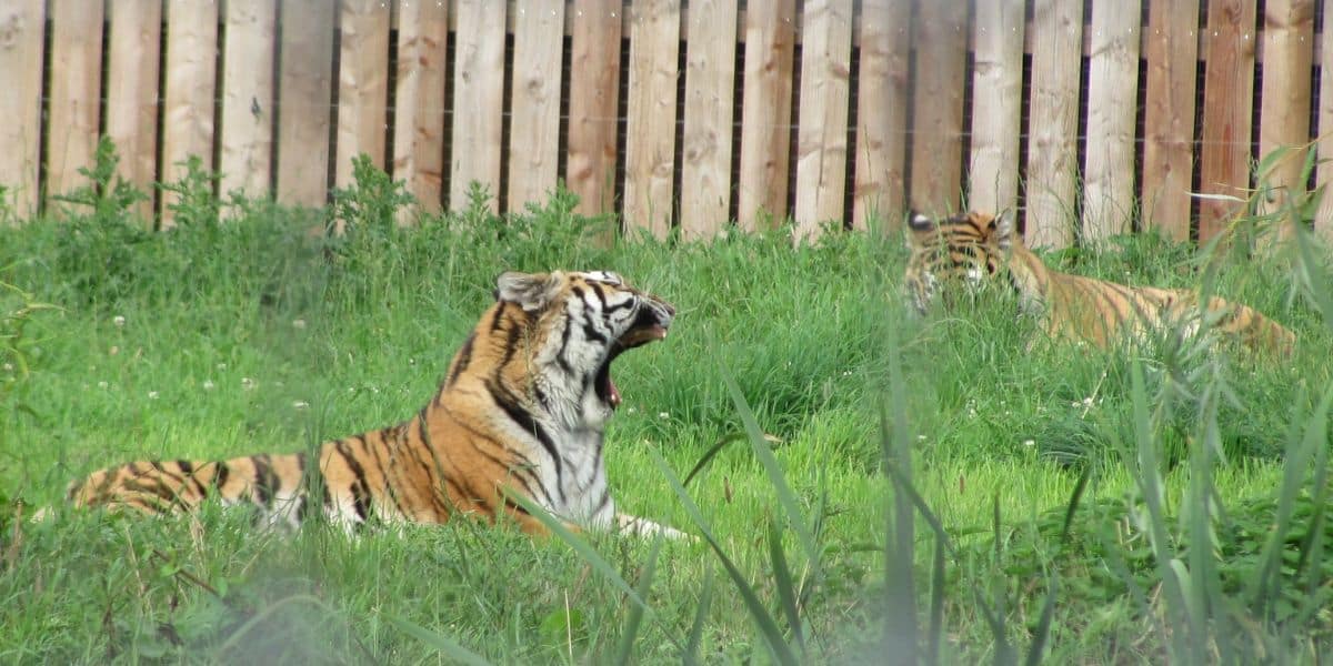 Two tigers at Yorkshire Wildlife Park, one yawning.